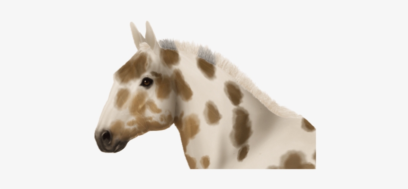 Taken On Sat Apr 07, 2018 - Mustang Horse, transparent png