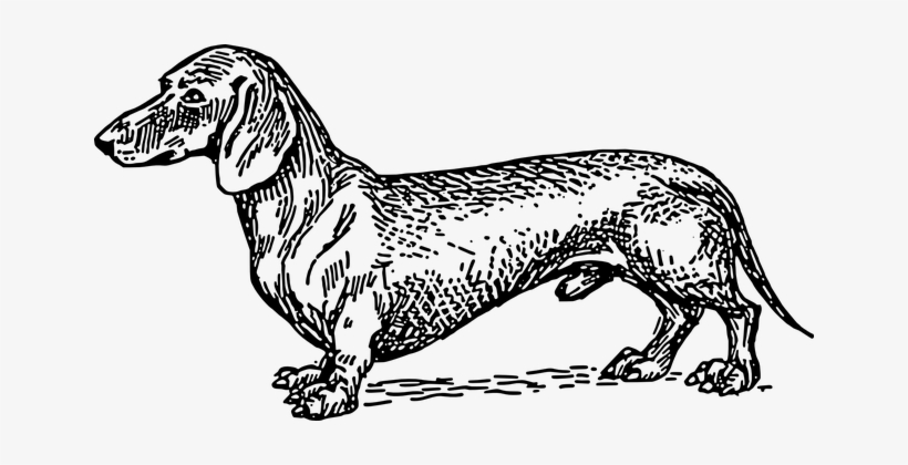 Small Dog Pet Short Fur Dachshund Breed Do - Wiener Dog Line Art, transparent png