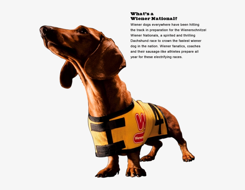 Wiener Dog Nationals 2013 Movie Trailer - Wienerschnitzel Dog, transparent png