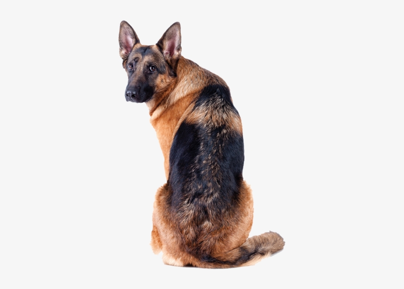 Header Dogs, transparent png