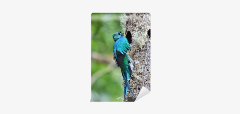 Resplendent Quetzal, transparent png