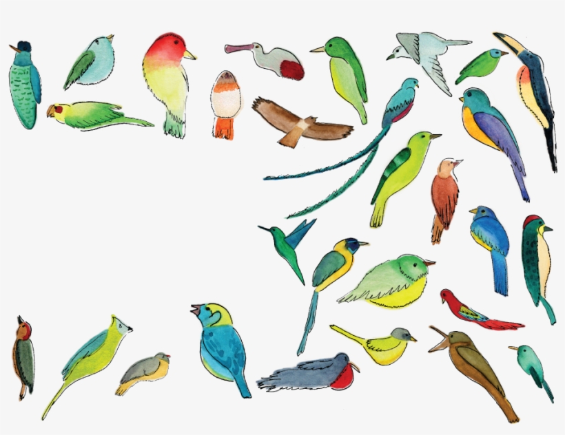 Coraciiformes, transparent png