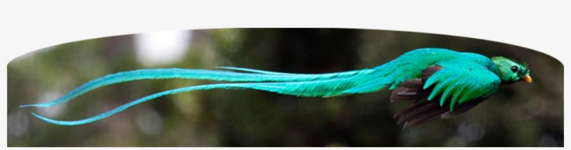 Resplendent Quetzal, transparent png