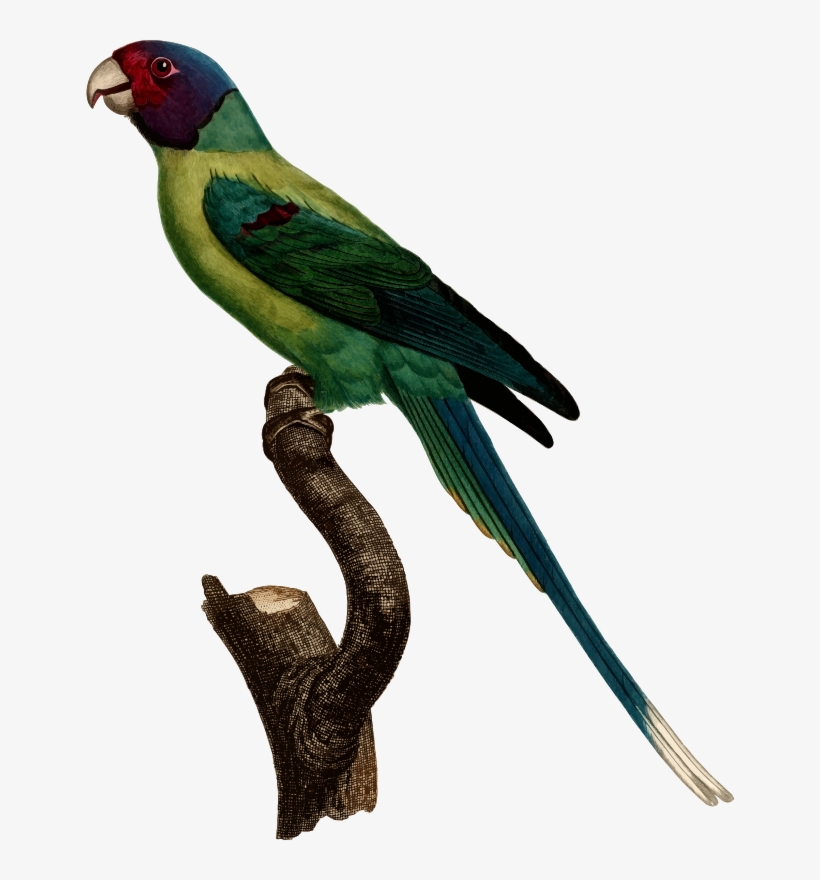 Medium Image - Parrot, transparent png