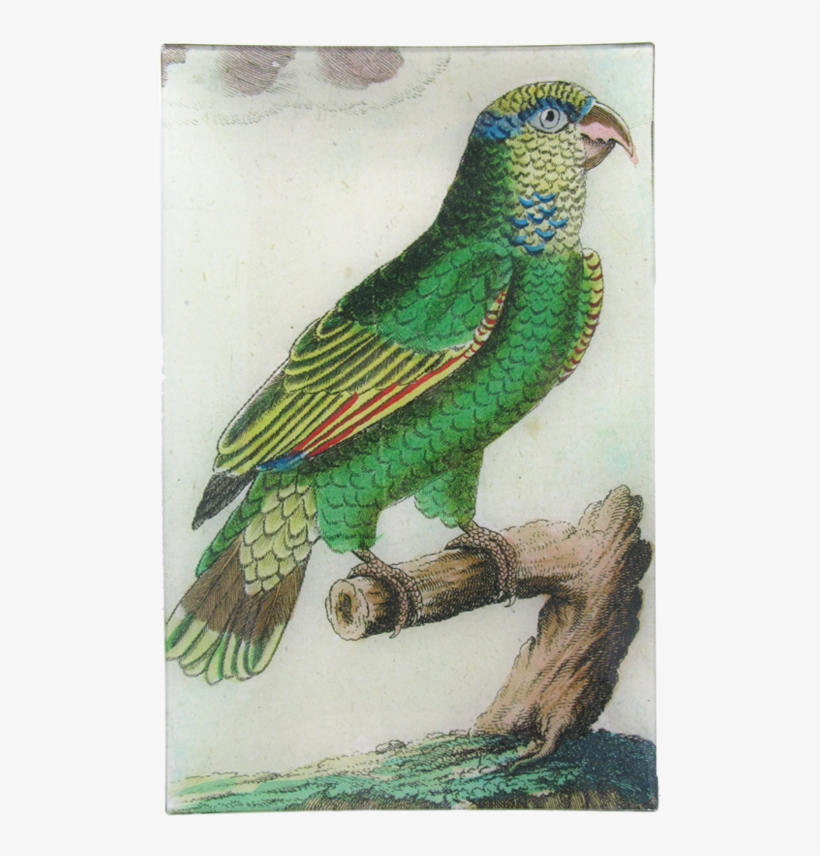 Parakeet, transparent png
