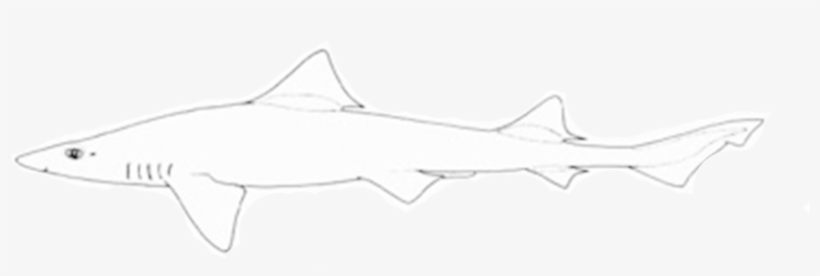 Smoothdogfish - Tiger Shark, transparent png