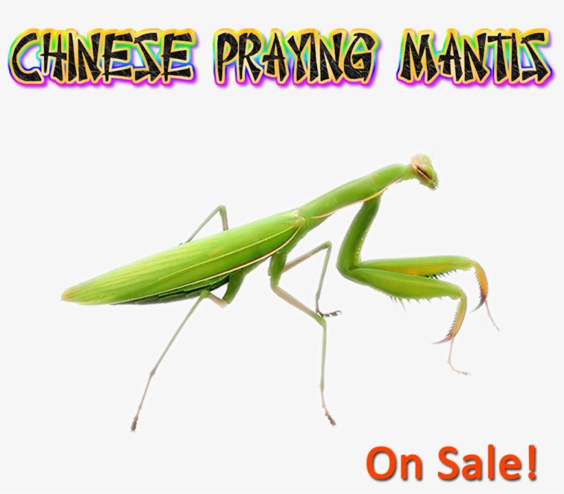 Chinese Praying Mantis Nymphs L-6 To L7 - Chinese Praying Mantis (live) + Free Fruit Flies, transparent png