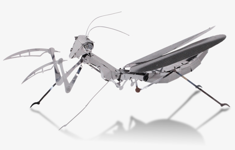 Metal Earth - Insect, transparent png