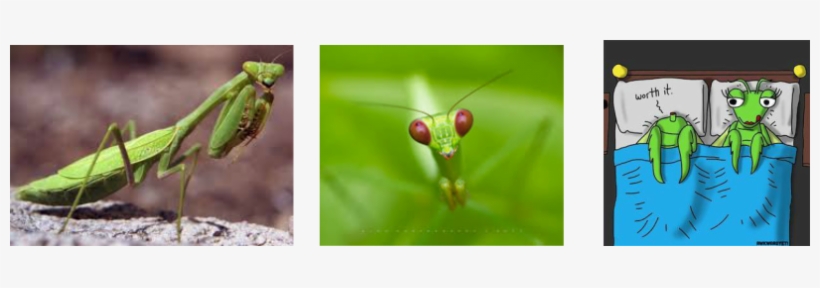 Religiosa Physical Description ﻿the Praying Mantis - Stevie Bird Asks, Ever Wonder? Christian Edition, transparent png