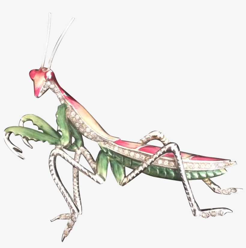 Preying Or Praying Mantis, Whichever Way You Spell - Mantidae, transparent png