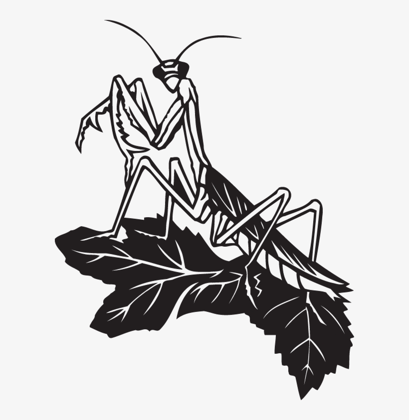 Black And White Praying Mantis, transparent png
