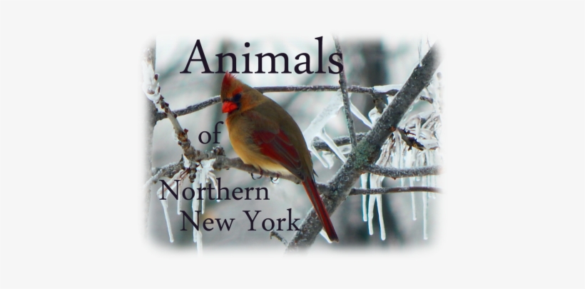 Animals Of Northern New York - New York, transparent png