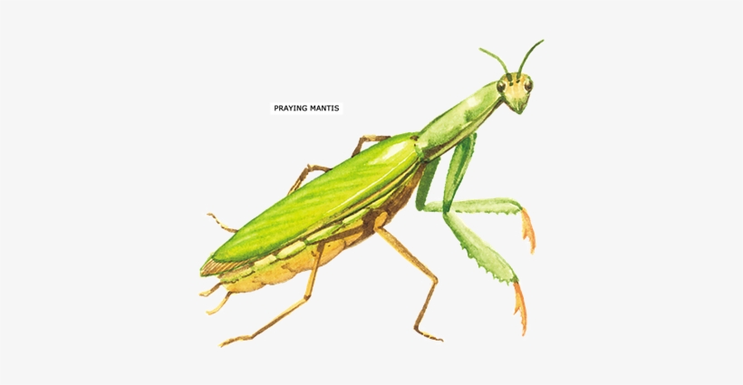 Praying Mantis Insect Ornament (round), transparent png