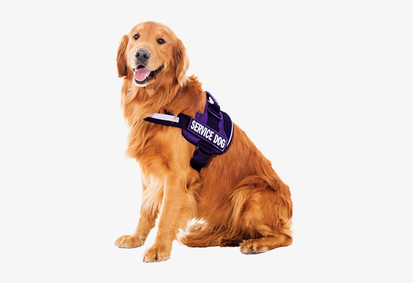 Dog Web Res - Golden Retriever Service Dog Png, transparent png