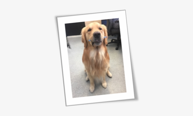 Diary Of A Service Dog - Golden Retriever, transparent png
