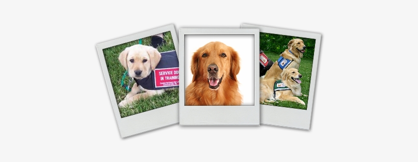 Collage Of Polaroids Of Service Dogs - Service Dogs, transparent png