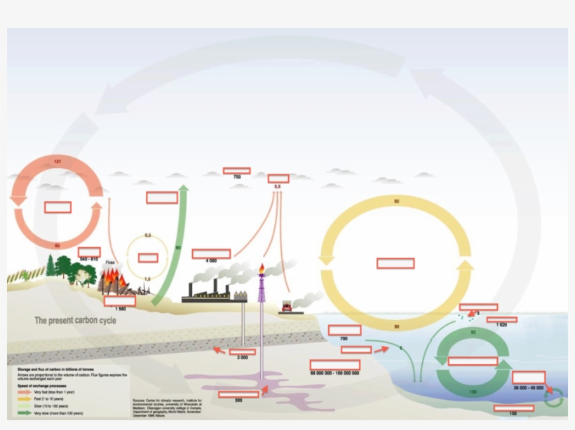 Carbon Cycle Vs Human Activities Clipart Carbon Cycle - Water Carbon And Nitrogen Cycle Combined, transparent png