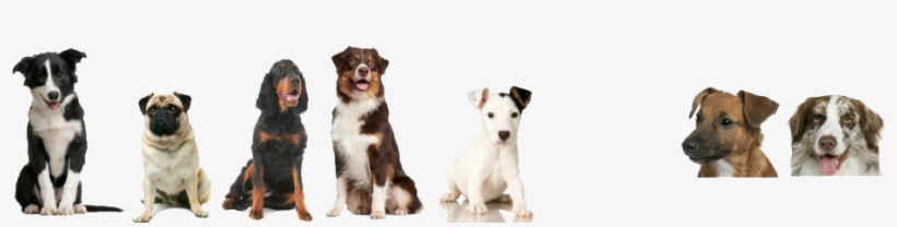 Dog Aggression Training And Obedience North Salem, - Puppy Youtube Banner, transparent png