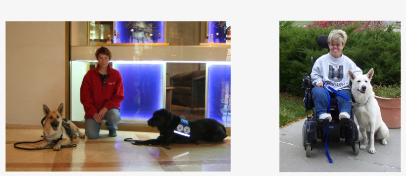 Service Dog Vests - Labrador Retriever, transparent png