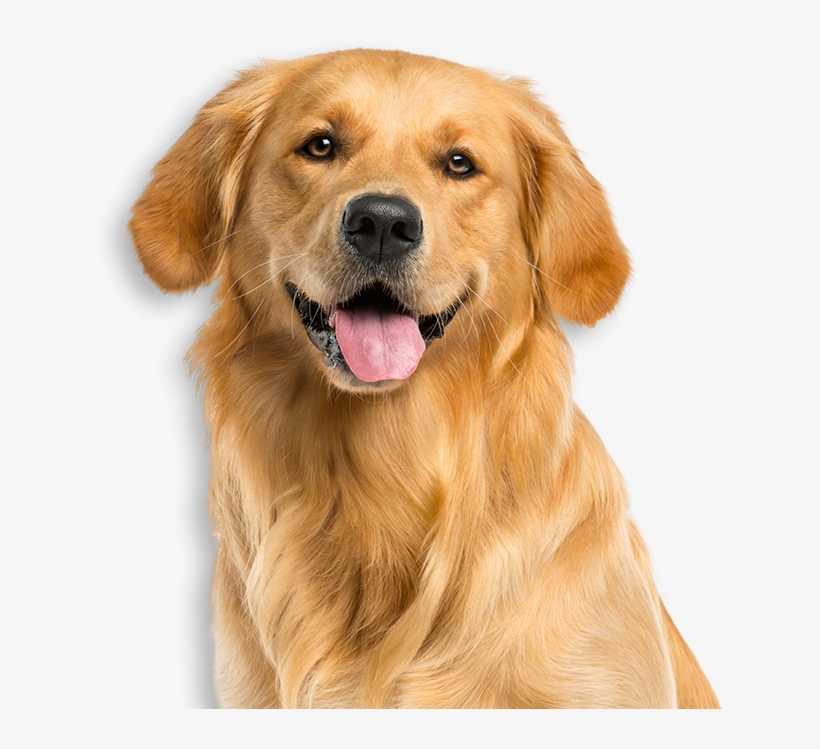 Service Dogs Tv-pg - Dog Pictures White Background, transparent png
