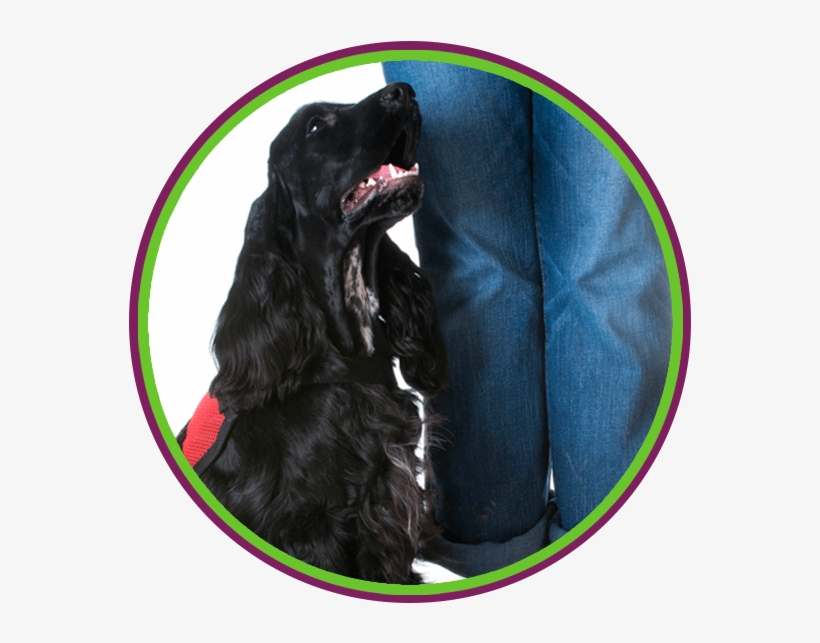 Service Dog & Skills Training - Dog, transparent png