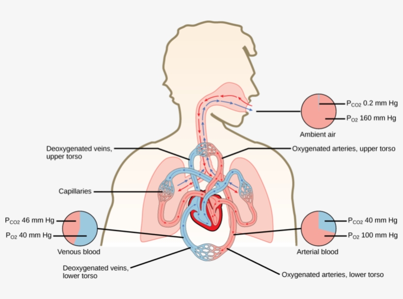 Fig 2 diagram showing the partial pressures of oxygen oxygen cycle in