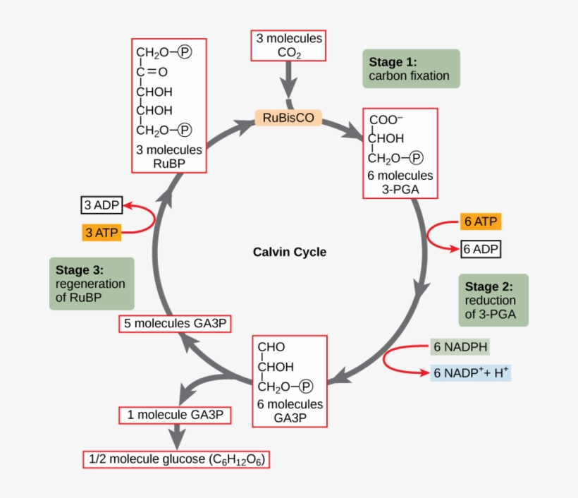In Stage 1, The Enzyme Rubisco Incorporates Carbon - Calvin Cycle Pga, transparent png
