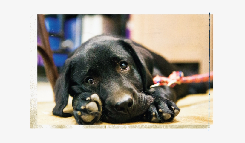 Troops With Ptsd Will Help Train A Labrador Puppy As - Labrador Retriever, transparent png
