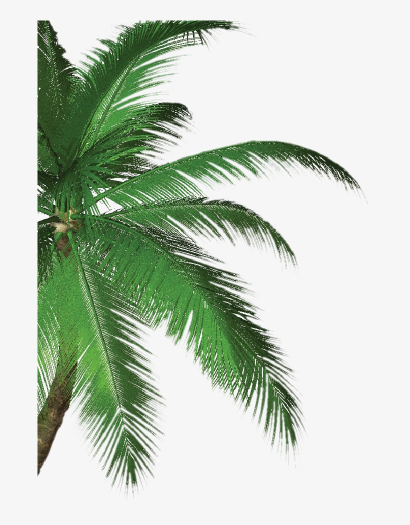 Tree - Tropical Savor Bar And Grill, transparent png