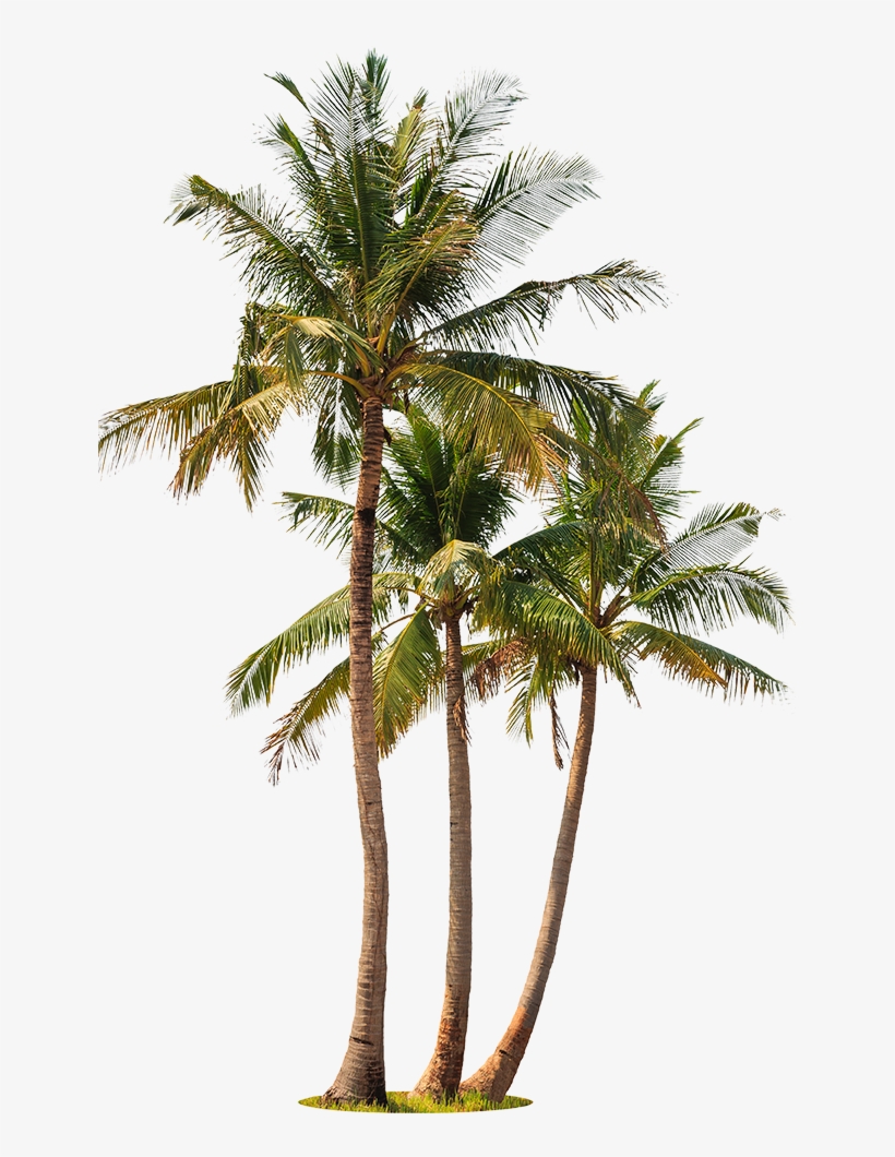Palm Trees White Background, transparent png