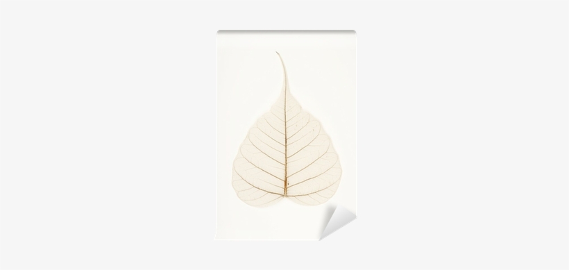 Banyan Tree Leaf, transparent png