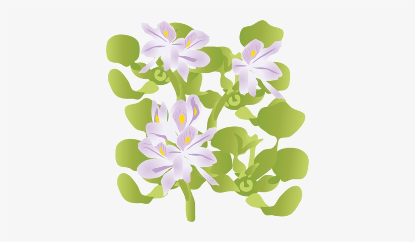 Ian Symbol Eichhornia Crassipes - Water Hyacinth Vector Png, transparent png