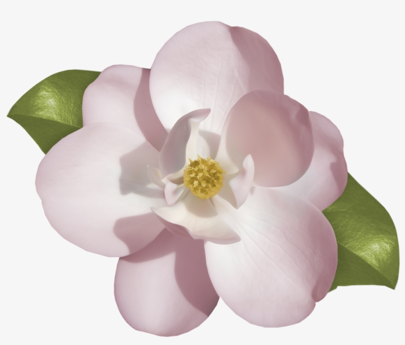 Gardenia Clipart, transparent png