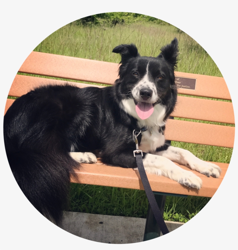 Jake-circular - Corvallis Dog Runner, transparent png