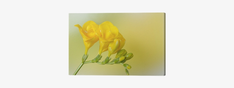 Yellow Freesia On Yellow And Green Background Canvas - Yellow, transparent png