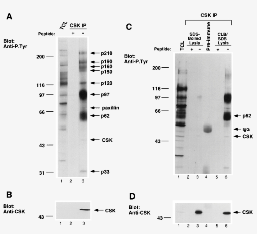 Tyr Containing Proteins Associate With Csk In V Src - Number, transparent png