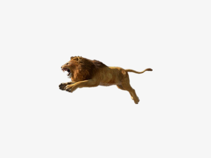 African Lion Png Photos - Lion Pictures Download Hd Free, transparent png