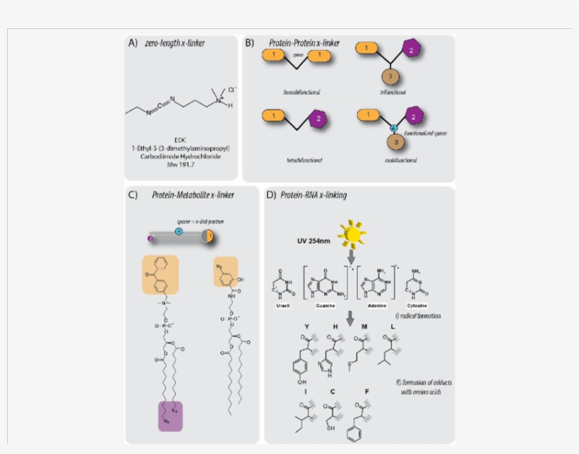 Overview Of Cross-linker Designs And Reactions - Cross-link, transparent png