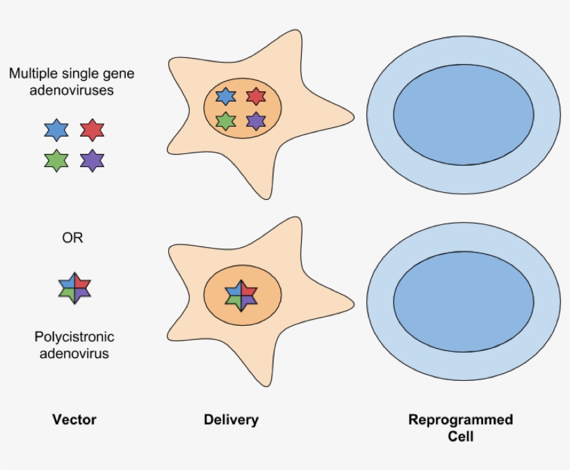 Png Royalty Free Delivery Methods For Generating - Circle, transparent png
