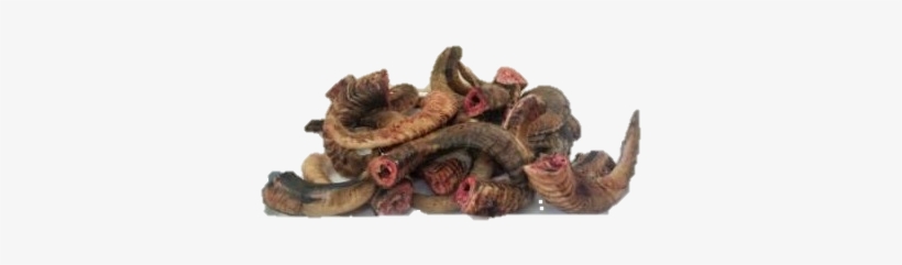 Mallard, transparent png