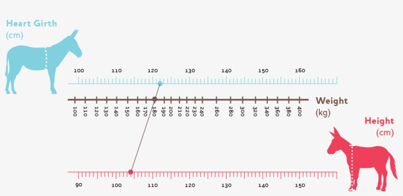 Donkey Weight Estimator - Donkey, transparent png