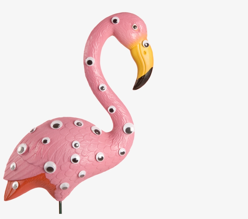 Greater Flamingo, transparent png