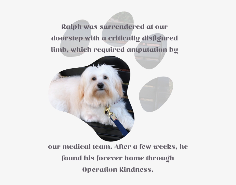 And Dogs From Unnecessary Euthanasia By Expanding And - Maltese, transparent png