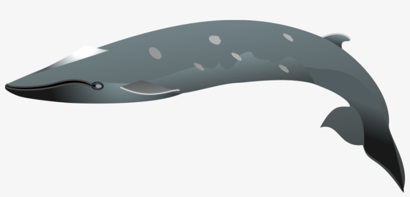 Dolphin Png, transparent png