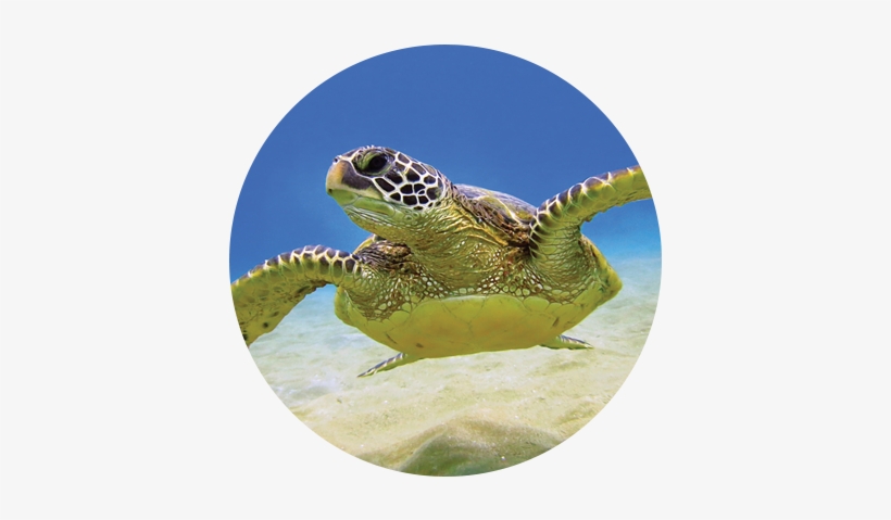 The Largest College At Ucf Offers 15 Undergraduate - Illiterate Storyteller: Meng Qinghua By Meng Qinghua, transparent png