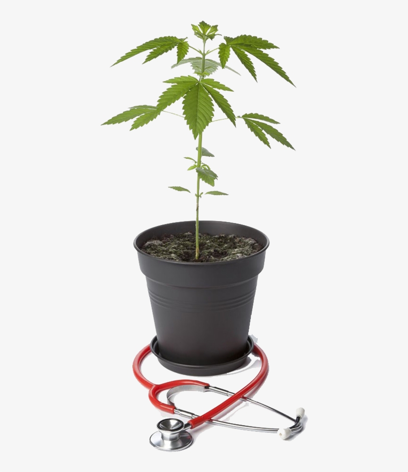Cannabis, transparent png
