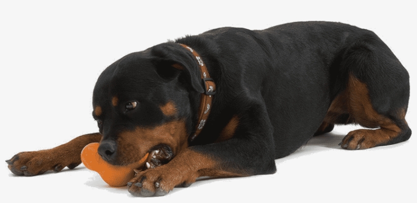 Guaranteed Tough - West Paw Design Zogoflex Tux, transparent png