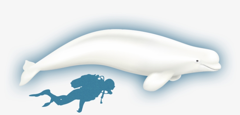 Wiki - Beluga Whale - Whales, transparent png