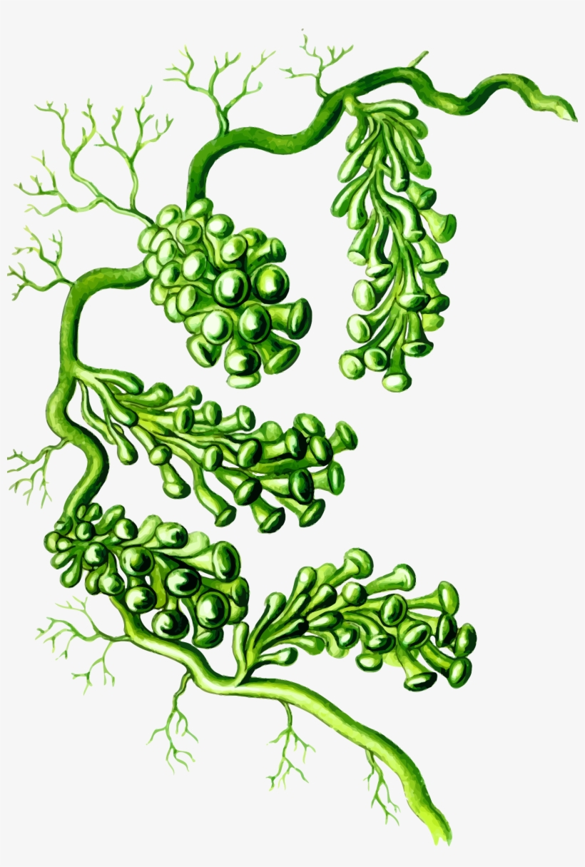 Caulerpa Racemosa Png, transparent png