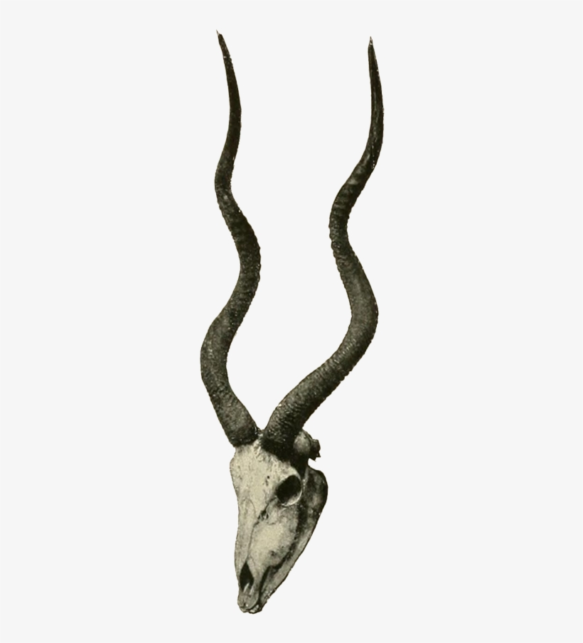 Weight - Addax Horns, transparent png